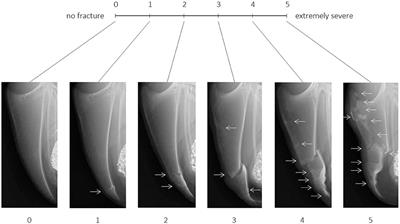 A Reliable Method to Assess Keel Bone Fractures in Laying Hens From Radiographs Using a Tagged Visual Analogue Scale